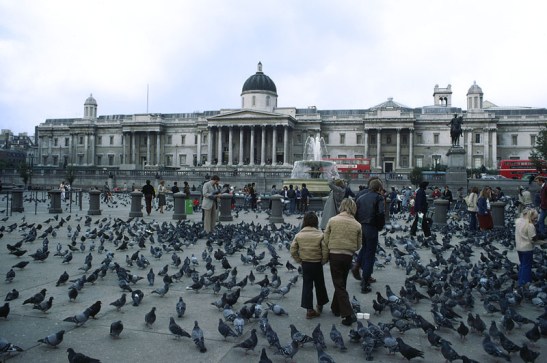 Trafalgar with pigeon